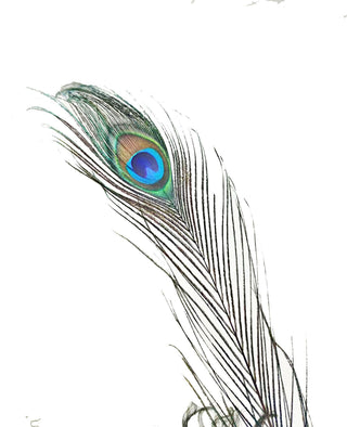 Pack of 50 Natural Peacock Eye Feathers