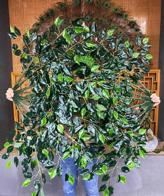 Ficus leaf fan