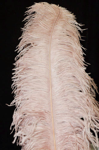 Ostrich feathers