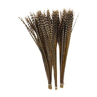 Grand Performance Huge venery Pheasant Tails - Natural Pheasant Feather Fan