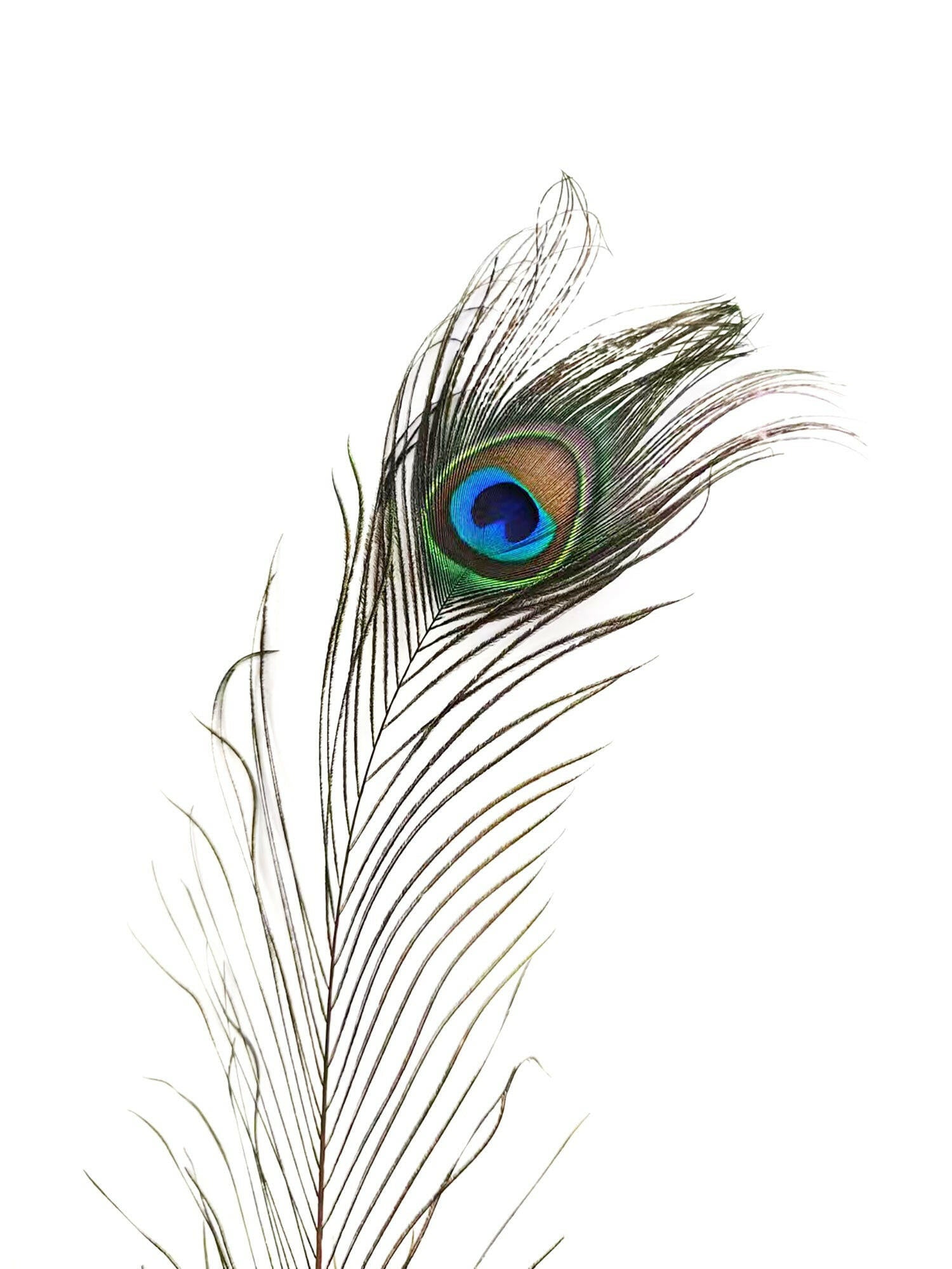 Peacock eyes Vectors & Illustrations for Free Download | Freepik