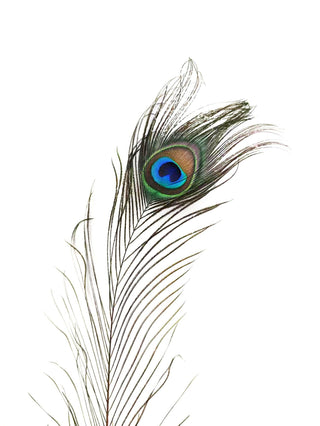 Paquet de 50 plumes naturelles d'oeil de paon