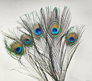 Paquet de 50 plumes naturelles d'oeil de paon