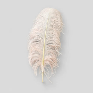 ostrich wing plume feather 55–60 cm on a light gray background