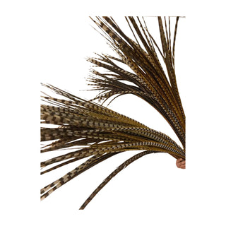 Grand Performance Huge venery Pheasant Tails - Natural Pheasant Feather Fan