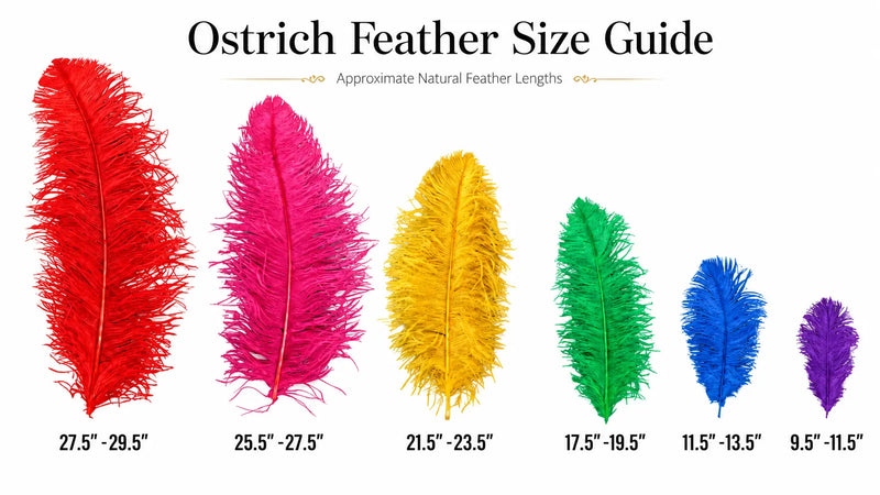 Ostrich feather size guide showing multiple plume lengths from 9.5 to 29.5 inches for crafts costumes and feather fan making