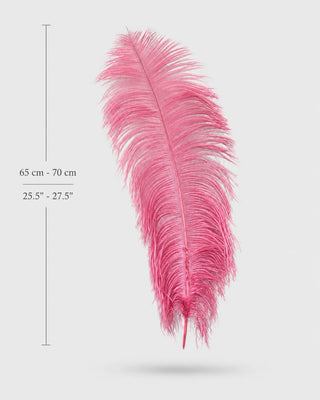Piume di struzzo, piume delle ali 21"-23"