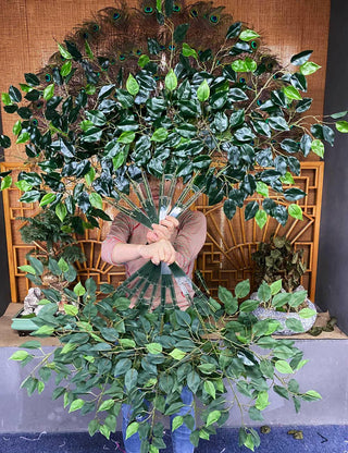 Ficus leaf fan