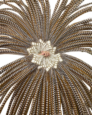 Grand Performance Huge venery Pheasant Tails - Natural Pheasant Feather Fan