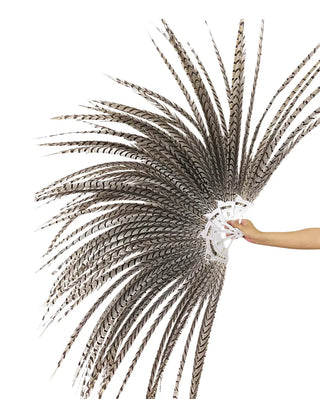 Énorme grand éventail de plumes de faisan argenté naturel