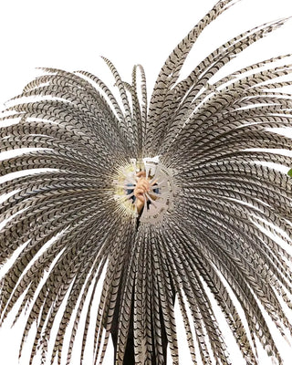 Énorme grand éventail de plumes de faisan argenté naturel