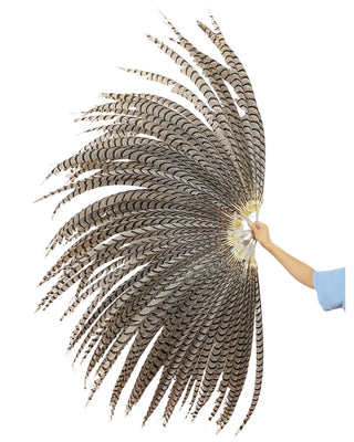 Énorme grand éventail de plumes de faisan argenté naturel