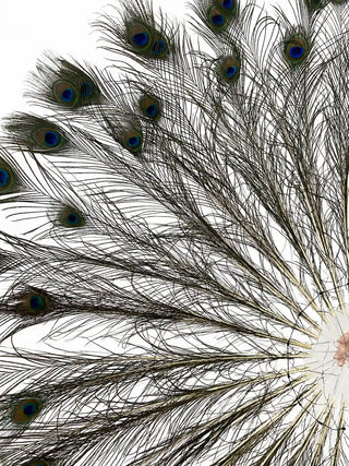 Close-up of layered natural peacock eye feathers on a performance fan